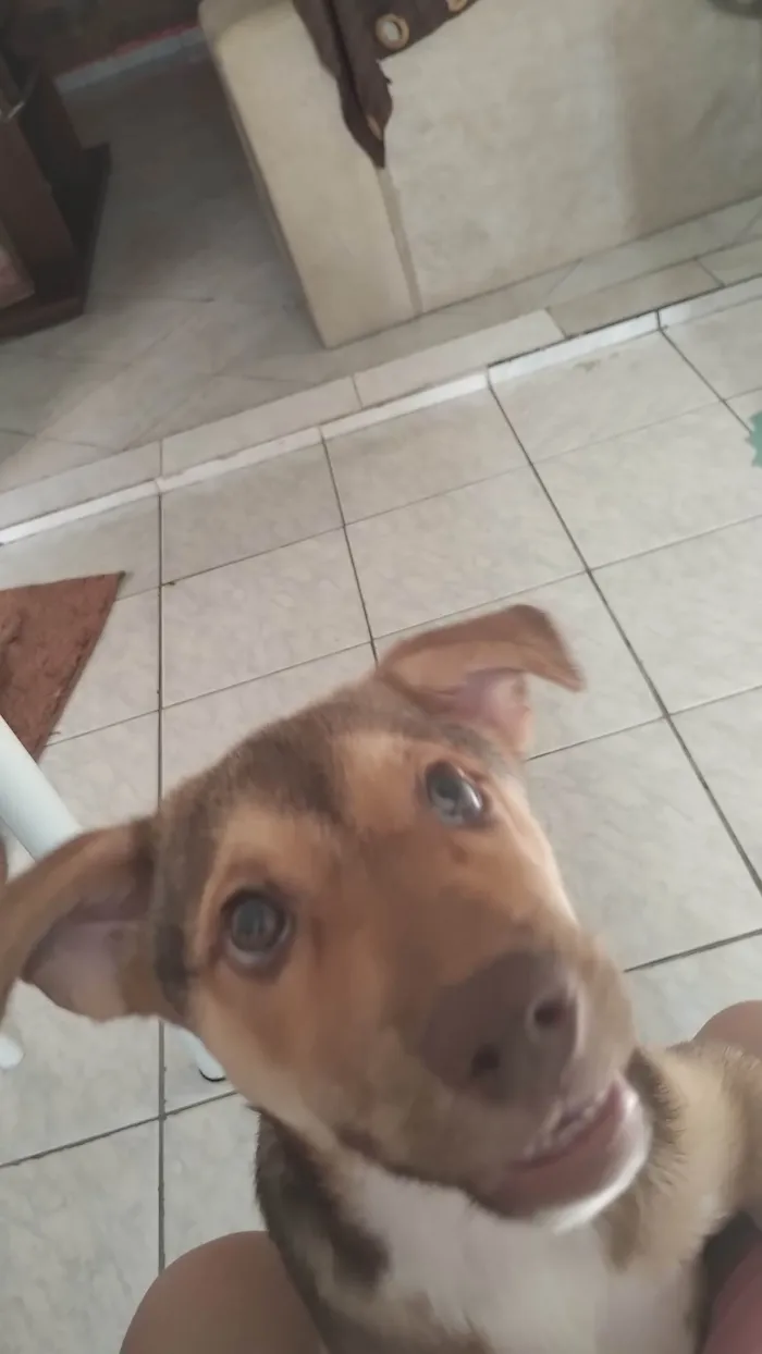 Cachorro ra a SRD-ViraLata idade 1 ano nome Jade