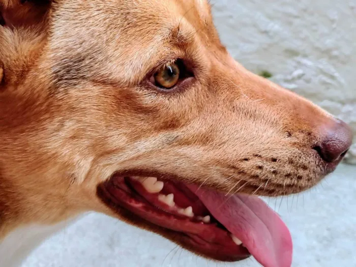 Cachorro ra a SRD-ViraLata idade 1 ano nome Jade