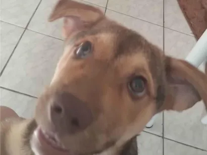 Cachorro raça SRD-ViraLata idade 1 ano nome Jade
