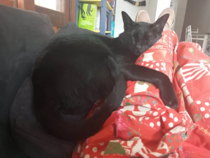 Gato ra a SRD-ViraLata idade 3 anos nome Merlim
