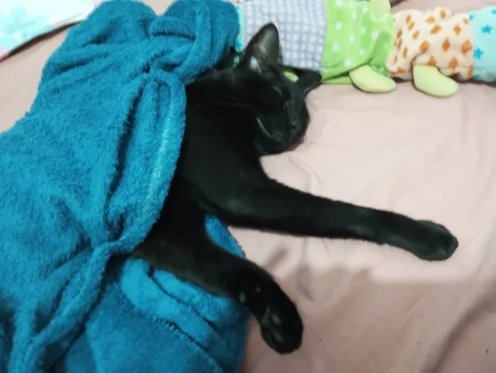 Gato ra a SRD-ViraLata idade 3 anos nome Merlim