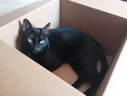 Gato raça SRD-ViraLata idade 3 anos nome Merlim