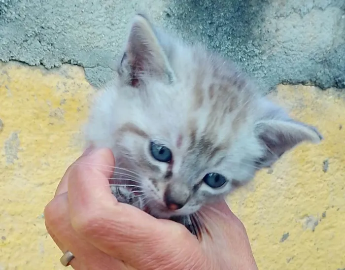 Gato ra a SRD-ViraLata idade Abaixo de 2 meses nome Sem nome