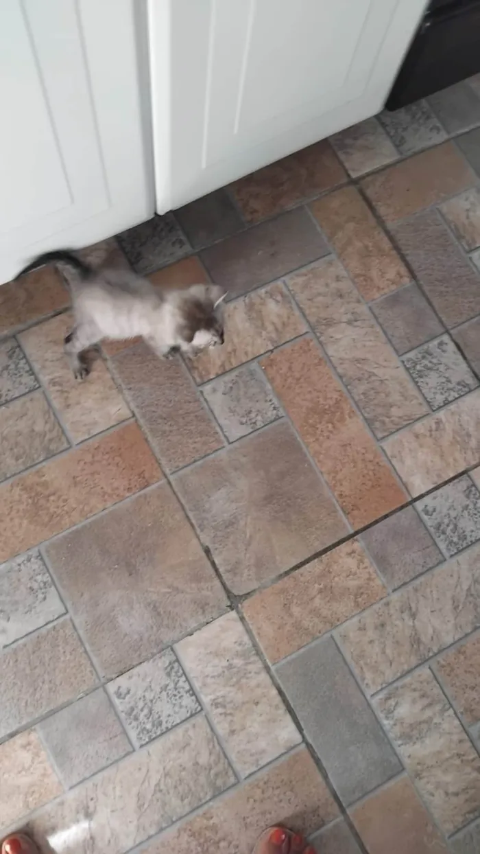 Gato ra a SRD-ViraLata idade Abaixo de 2 meses nome Sem nome