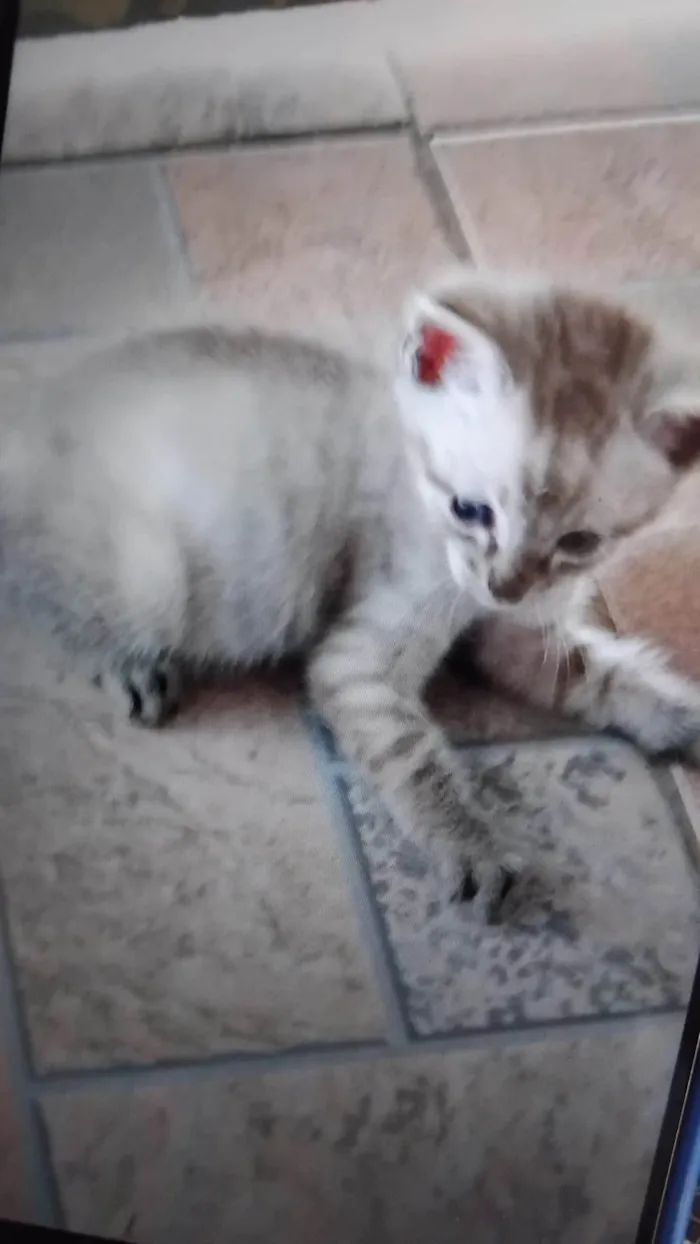 Gato ra a SRD-ViraLata idade Abaixo de 2 meses nome Sem nome