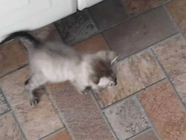 Gato ra a SRD-ViraLata idade Abaixo de 2 meses nome Sem nome
