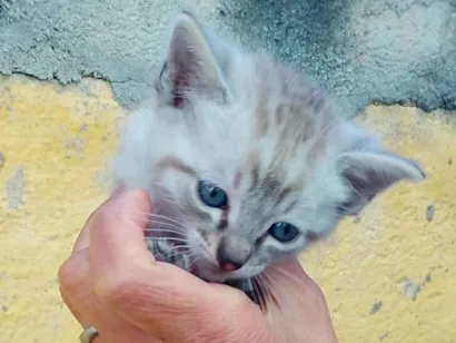 Gato raça SRD-ViraLata idade Abaixo de 2 meses nome Sem nome