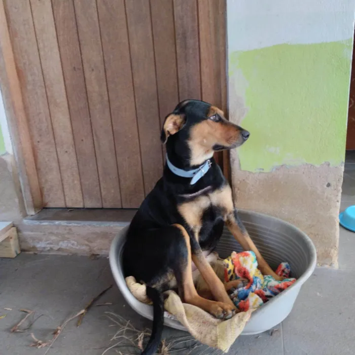 Cachorro ra a SRD-ViraLata idade 7 a 11 meses nome Zefa