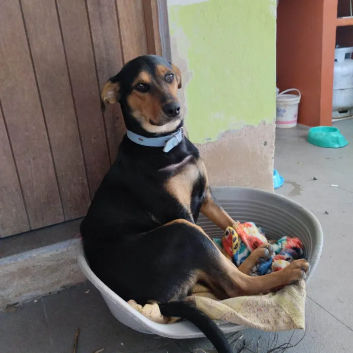 Cachorro ra a SRD-ViraLata idade 7 a 11 meses nome Zefa