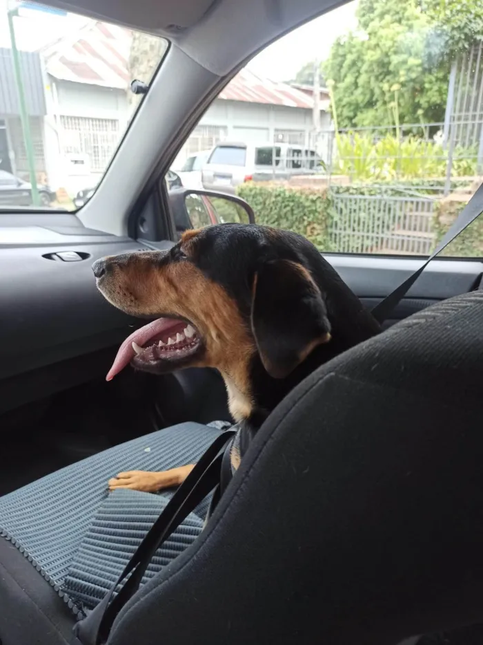 Cachorro ra a SRD-ViraLata idade 7 a 11 meses nome Zefa