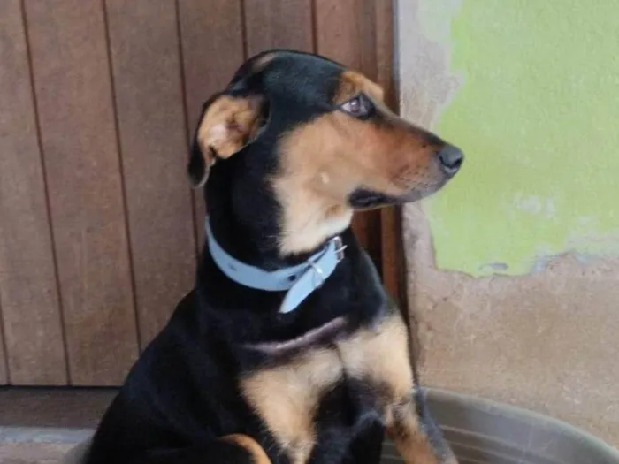 Cachorro ra a SRD-ViraLata idade 7 a 11 meses nome Zefa