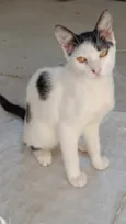 Fofura