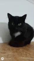 Fofura