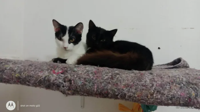 Gato ra a SRD-ViraLata idade 2 a 6 meses nome Fofura