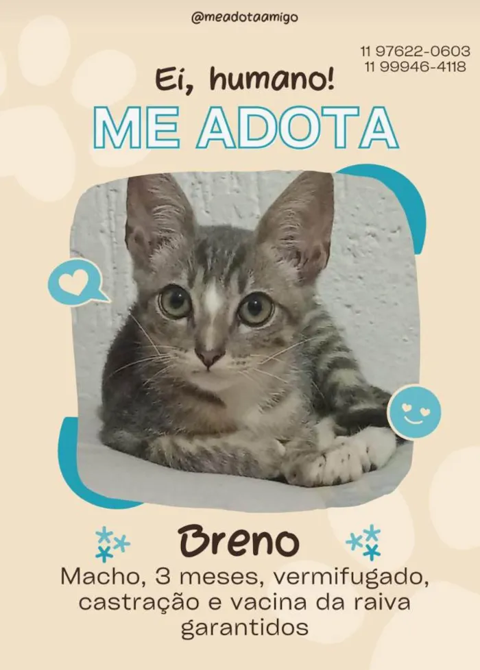 Gato ra a SRD-ViraLata idade 2 a 6 meses nome Fofura