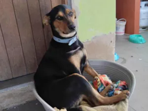 Cachorro raça SRD-ViraLata idade 7 a 11 meses nome Zefa