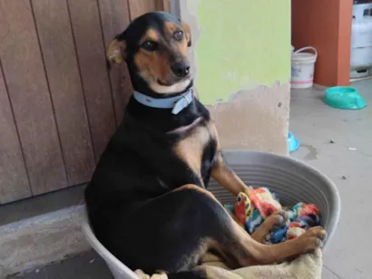 Cachorro raça SRD-ViraLata idade 7 a 11 meses nome Zefa