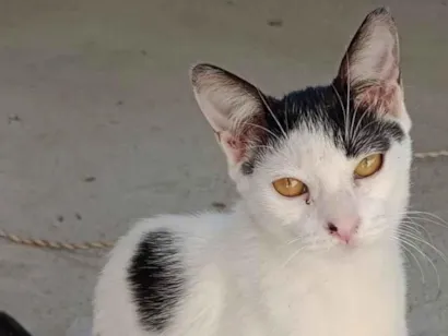 Gato raça SRD-ViraLata idade 2 a 6 meses nome Fofura