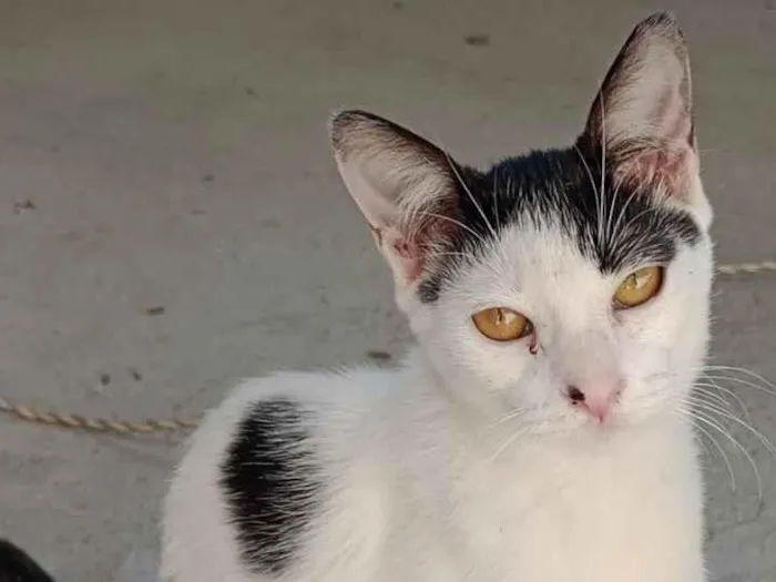 Gato ra a SRD-ViraLata idade 2 a 6 meses nome Fofura