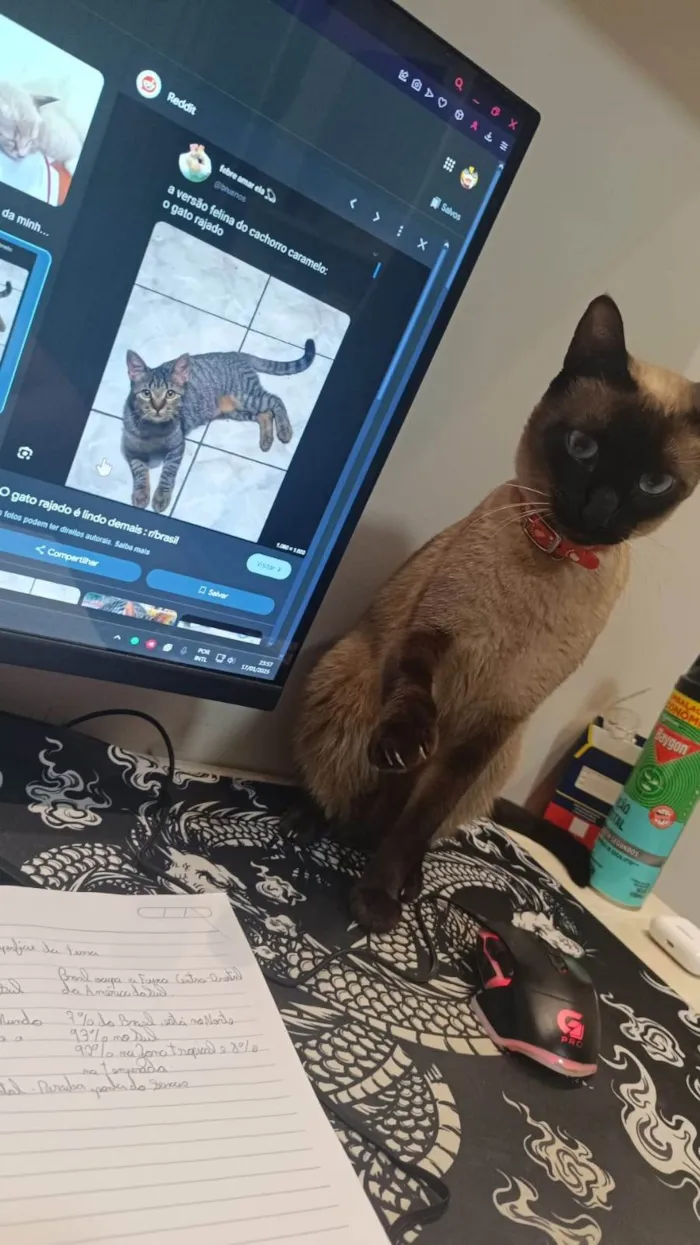 Gato ra a Siamês idade 2 anos nome Pérola 