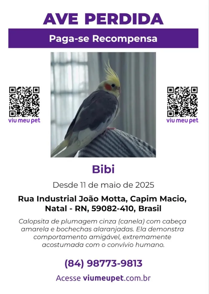 Cachorro ra a SRD-ViraLata idade 1 ano nome Bibi - CALOPSITA
