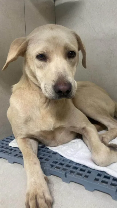 Cachorro raça Labrador idade 7 a 11 meses nome Latina