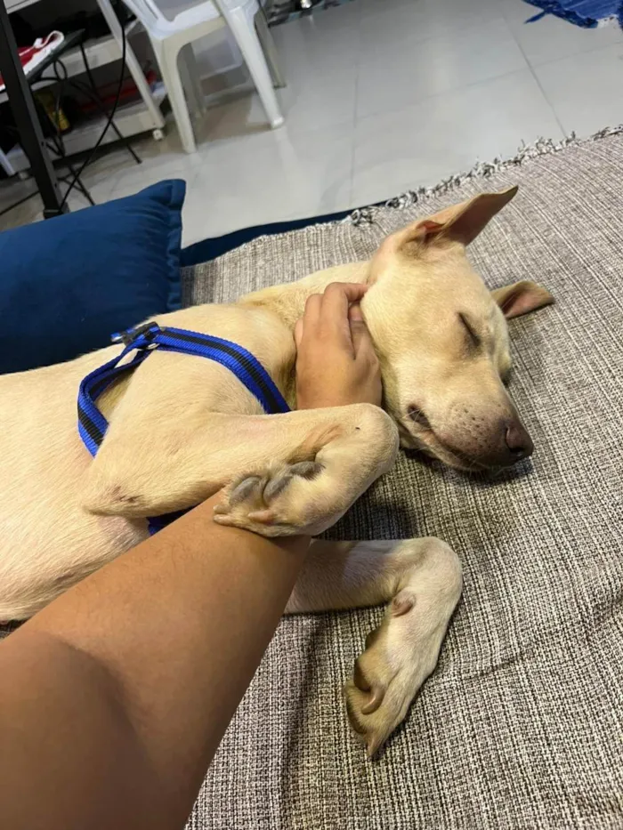 Cachorro ra a Labrador idade 7 a 11 meses nome Latina