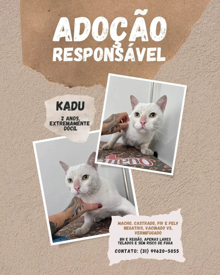 Gato ra a SRD-ViraLata idade 2 anos nome Kadu