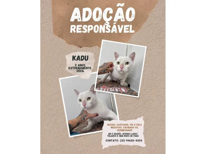 Gato ra a SRD-ViraLata idade 2 anos nome Kadu