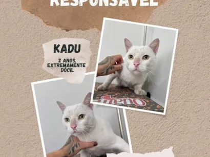 Gato raça SRD-ViraLata idade 2 anos nome Kadu