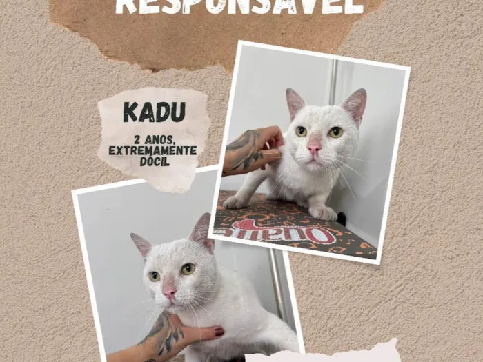 Gato ra a SRD-ViraLata idade 2 anos nome Kadu
