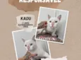 Kadu