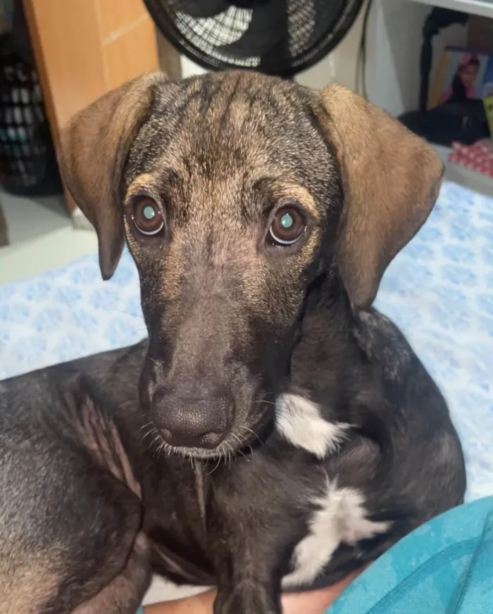 Cachorro ra a SRD-ViraLata idade 7 a 11 meses nome Amora