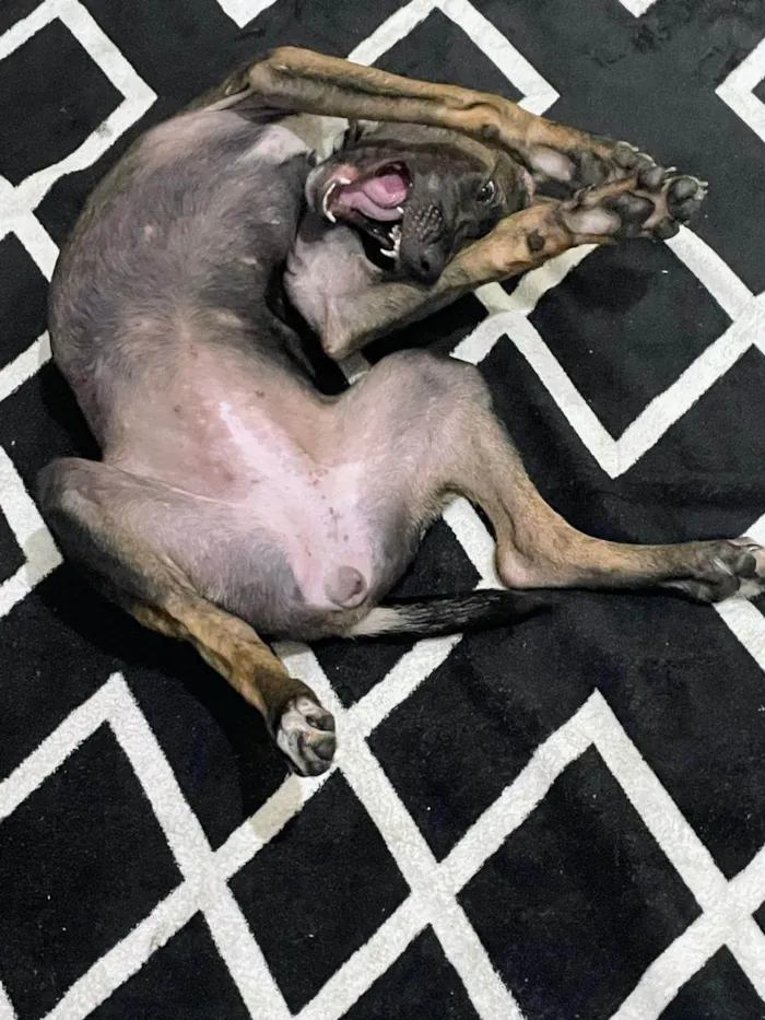 Cachorro ra a SRD-ViraLata idade 7 a 11 meses nome Amora