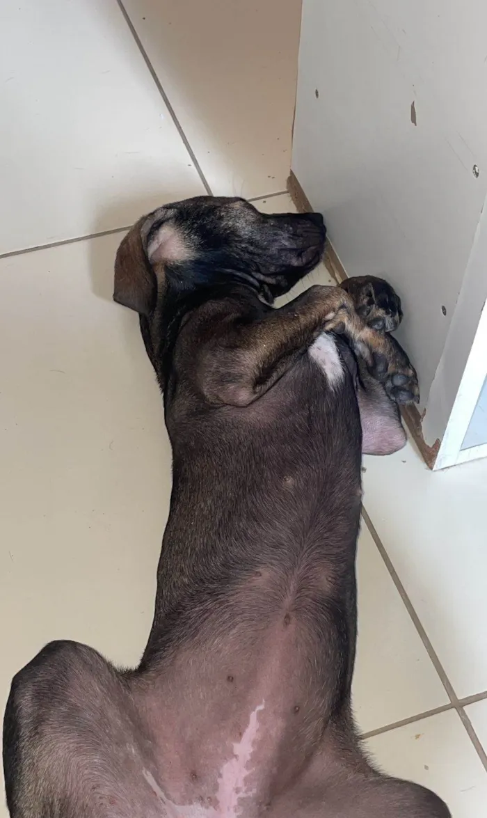 Cachorro ra a SRD-ViraLata idade 7 a 11 meses nome Amora