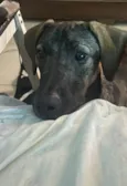 Amora