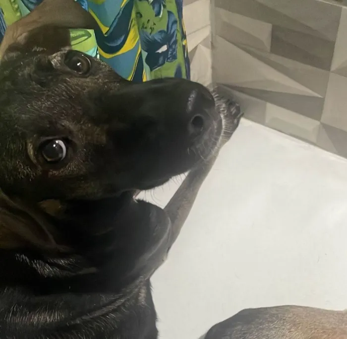 Cachorro ra a SRD-ViraLata idade 7 a 11 meses nome Amora