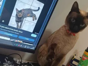 Gato raça Siamês idade 2 anos nome Pérola 