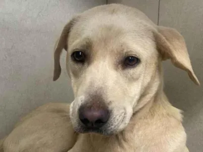 Cachorro raça Labrador idade 7 a 11 meses nome Latina