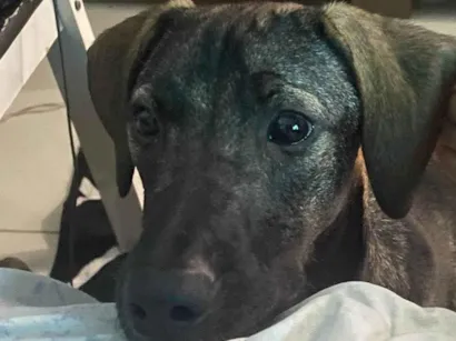 Cachorro raça SRD-ViraLata idade 7 a 11 meses nome Amora