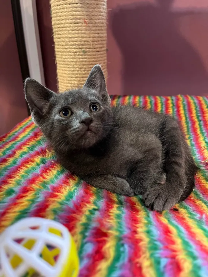 Gato ra a SRD-ViraLata idade Abaixo de 2 meses nome Cecilio