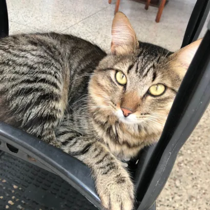 Gato raça SRD-ViraLata idade 7 a 11 meses nome Afonso