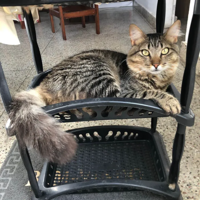 Gato ra a SRD-ViraLata idade 7 a 11 meses nome Afonso