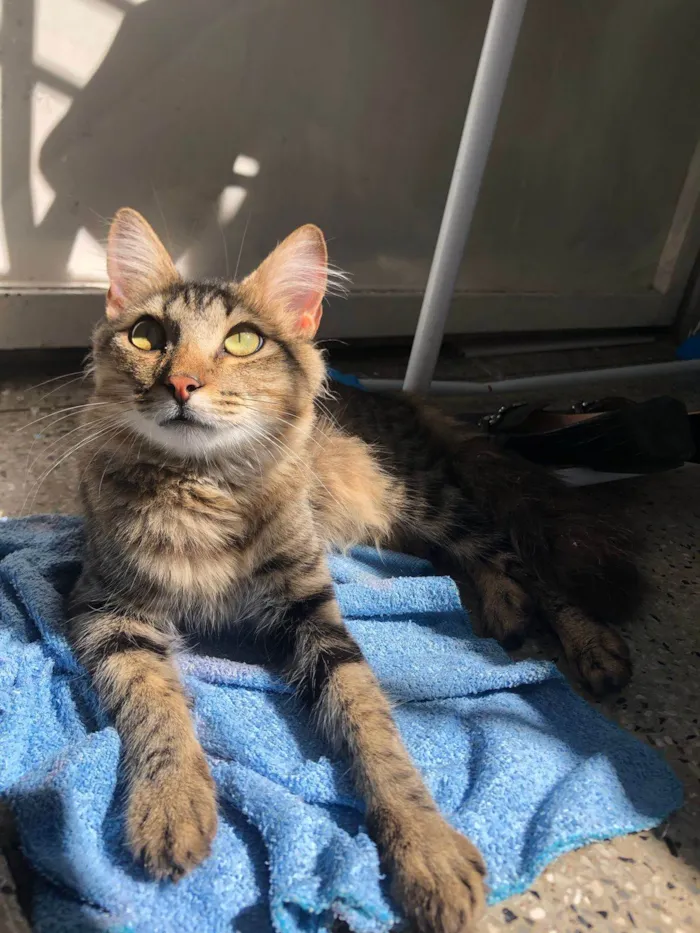 Gato ra a SRD-ViraLata idade 7 a 11 meses nome Afonso