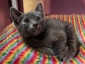 Gato raça SRD-ViraLata idade Abaixo de 2 meses nome Cecilio