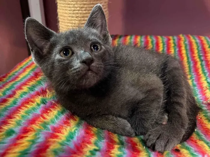 Gato ra a SRD-ViraLata idade Abaixo de 2 meses nome Cecilio