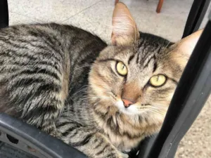 Gato raça SRD-ViraLata idade 7 a 11 meses nome Afonso