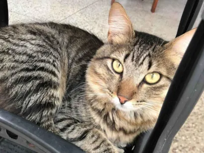 Gato raça SRD-ViraLata idade 7 a 11 meses nome Afonso