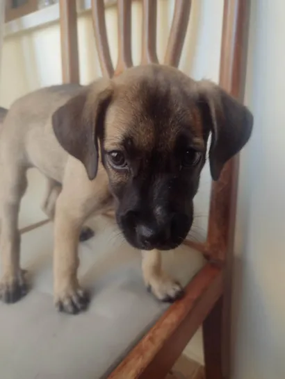 Cachorro raça SRD-ViraLata idade 2 a 6 meses nome Doguinho 