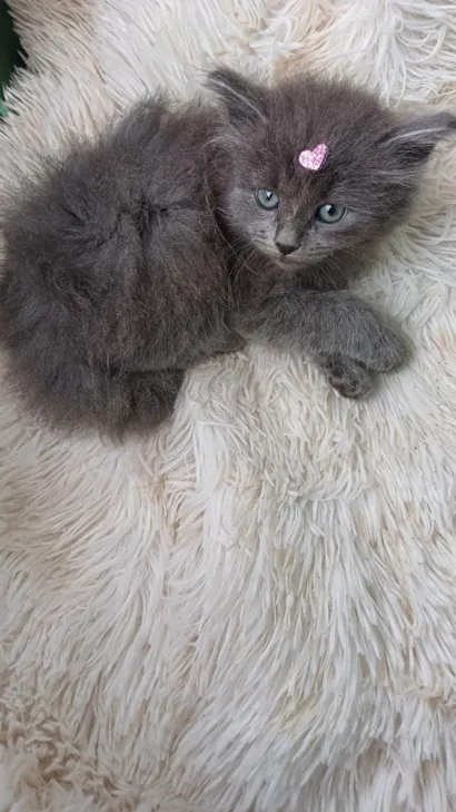 Gato raça Persa idade Abaixo de 2 meses nome Persa cinza adocao